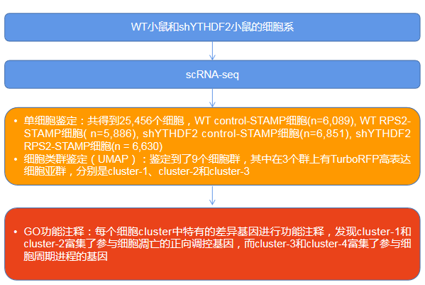 环磷酰胺冲击治疗六个月，治疗过程与影响分析