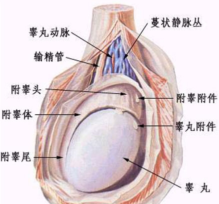 关于三个月婴儿正常睾丸图及其相关知识介绍