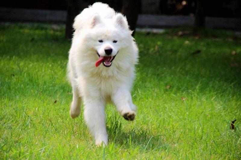 萨摩耶犬的成长之旅，七个月的蜕变与陪伴