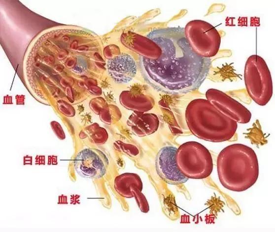 六个月宝宝白细胞低的原因及应对措施