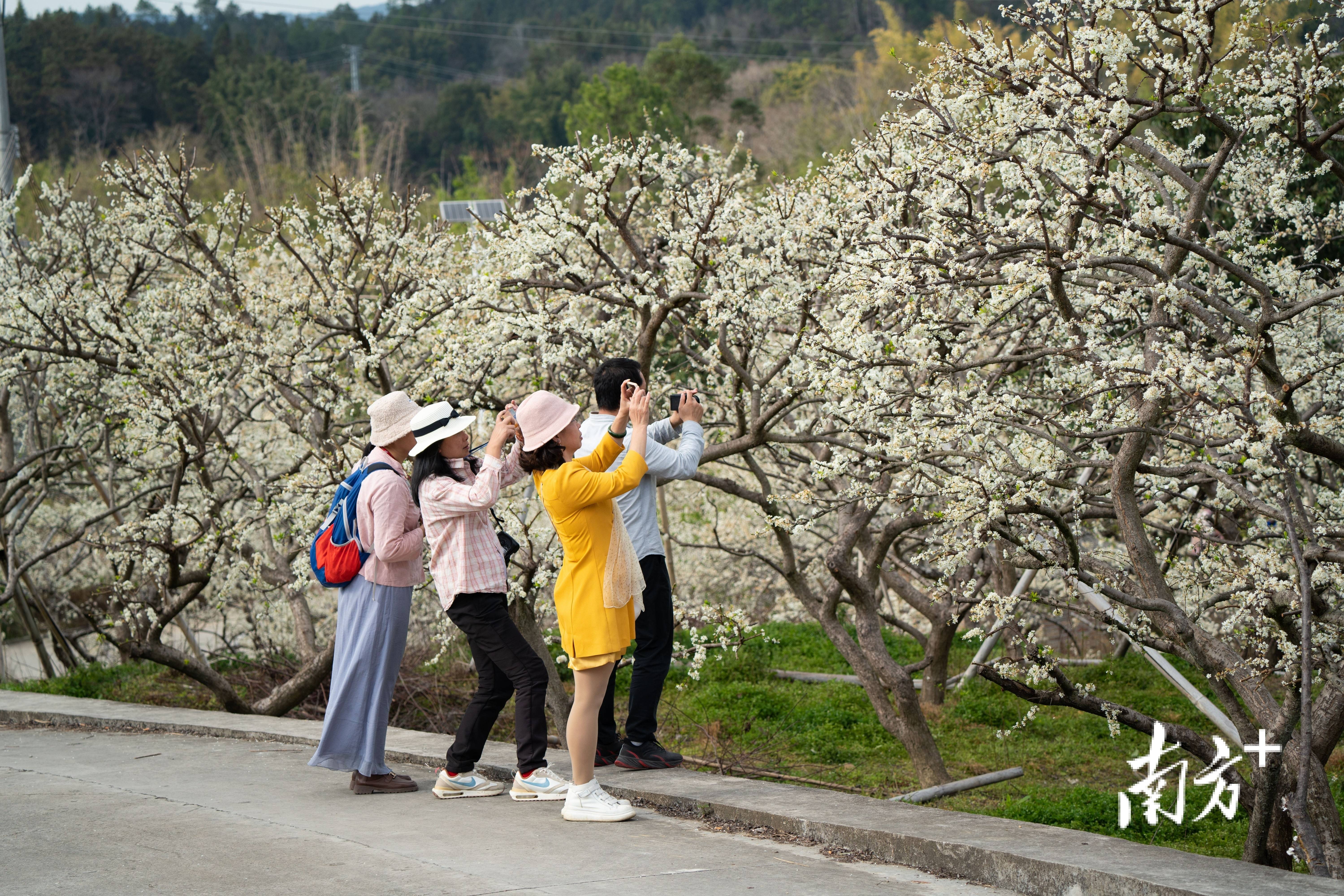 广东省春暖花开图片，一幅美丽的生态画卷